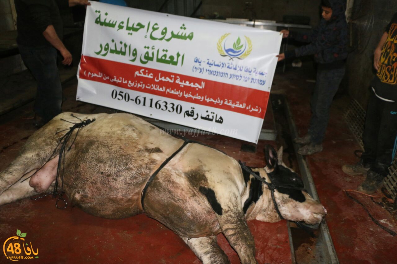 mashro3 ada7yau (8).jpg